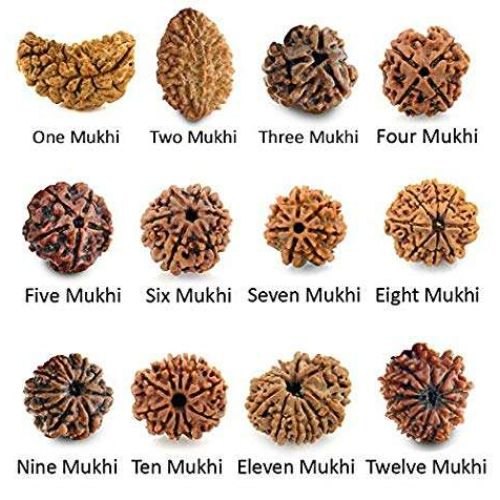 Rudraksha
