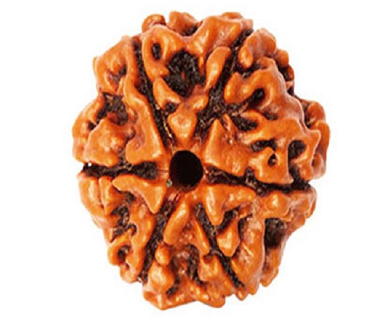 6-Mukhi-Rudraksh